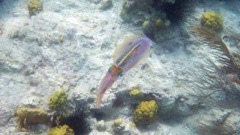 Caribbean Reef Squid 6